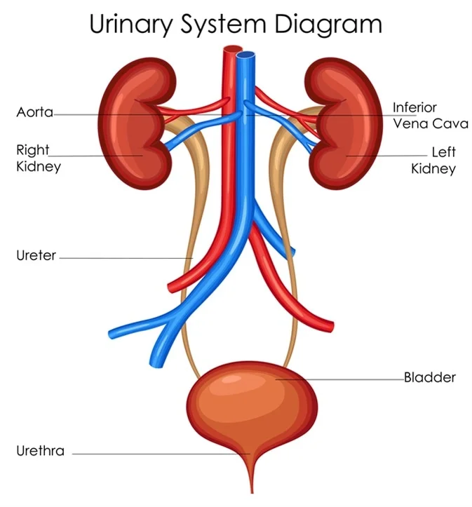 <p>Kidneys and bladder.</p>