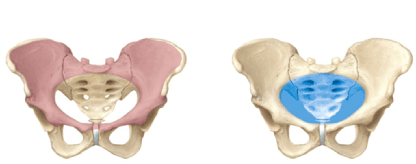 <p>-Composed of the os coxae, sacrum and coccyx</p><p>-Subdivided into the false (greater) and true (lesser) pelvis</p>
