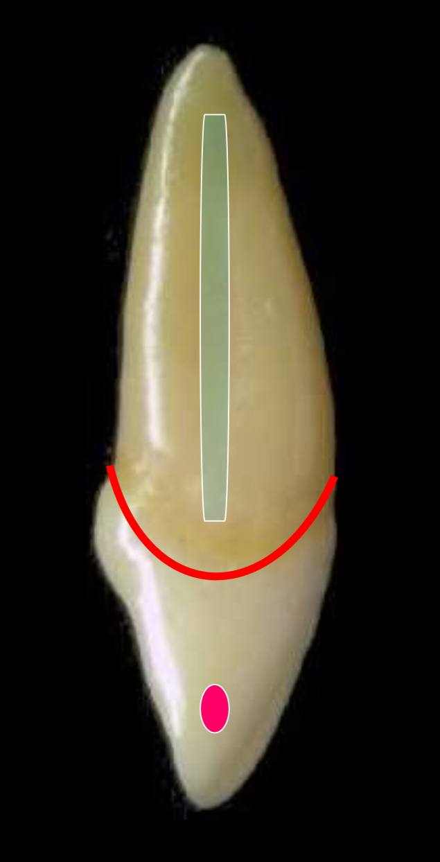 <p>the red dot represents what? what is highlighted in blue?</p>
