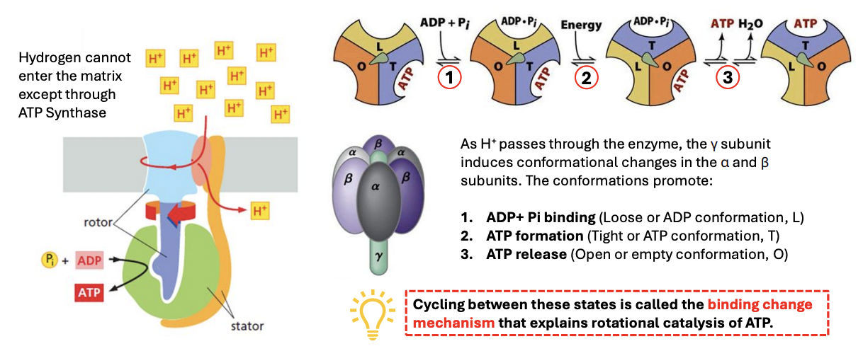 <ul><li><p><strong>Rotational catalysis</strong></p></li><li><p><strong>Binding change mechanism</strong> (cycling between loose ADP, tight ATP, open or empty conformation)</p></li></ul><p></p>