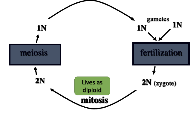 <ul><li><p>gametes formed directly by meiosis </p></li></ul>