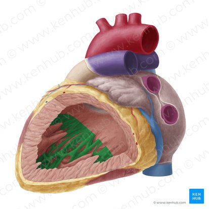 <ul><li><p>muscular ridges that make up the surface of most of the ventricular wall</p></li></ul><p></p>