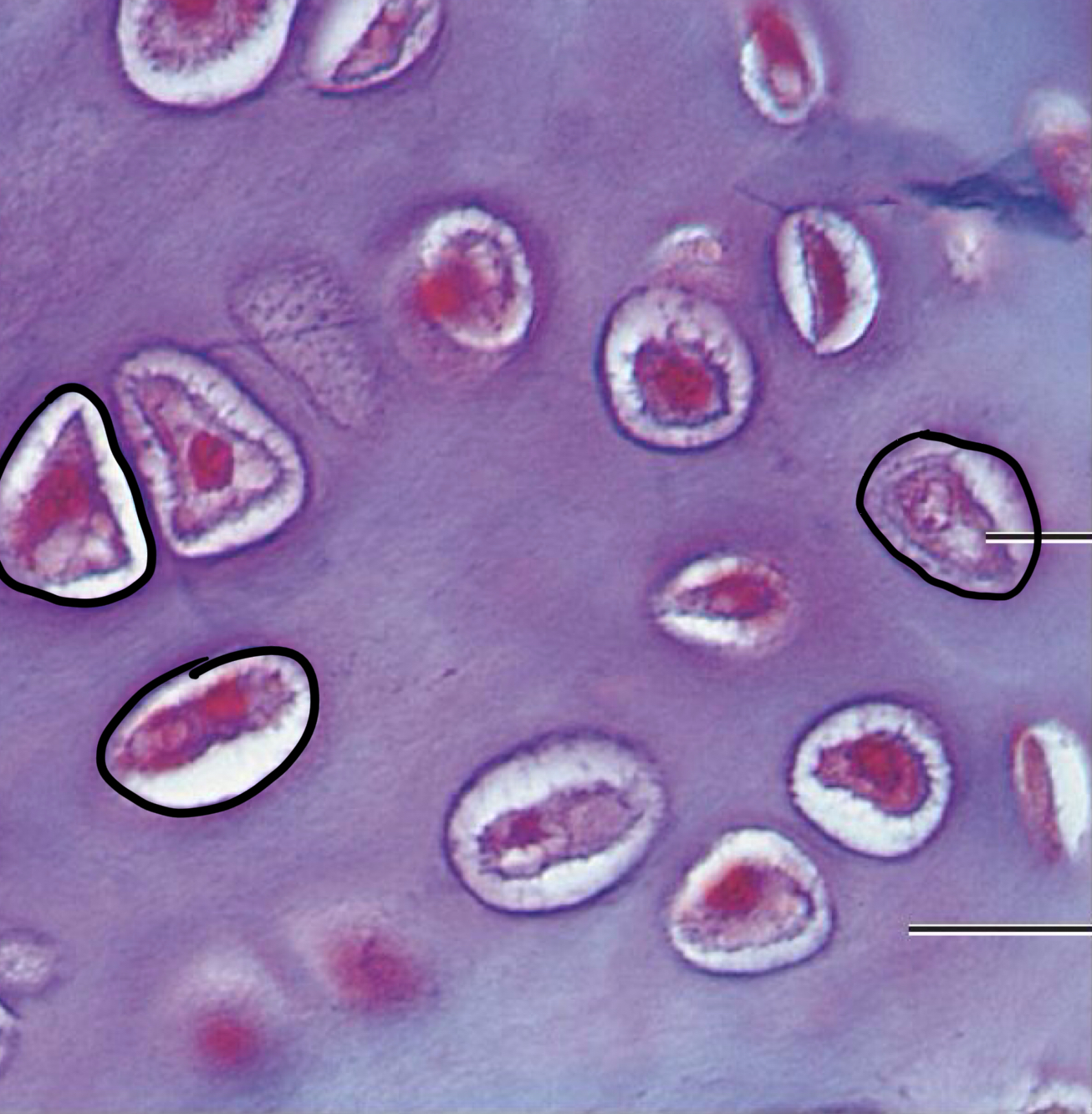 <p>What is the function of Hyaline Cartilage? </p>