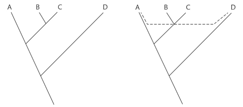 <p>Which figure represents vertical gene transfer? Which represents horizontal gene transfer?</p>