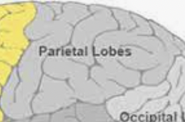 <p>Parietal lobe</p>