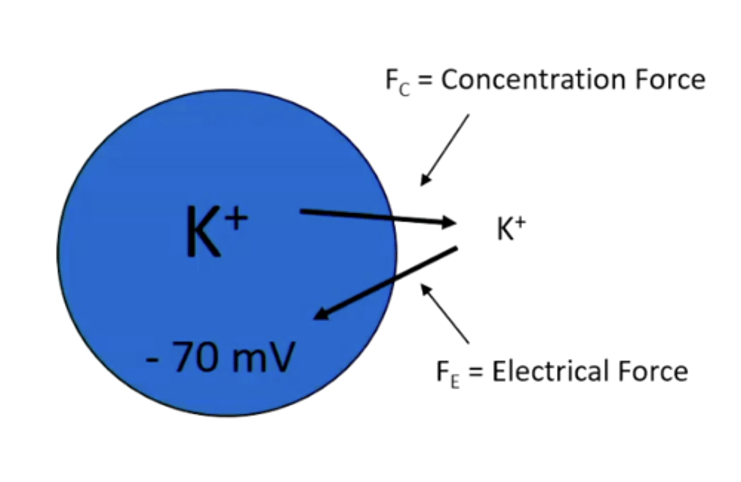 <p>potassium has a greater concentration force than electrical force making it want to follow the concentration gradient out of the cell; sodium has an electrical and concentration force into the cell</p>