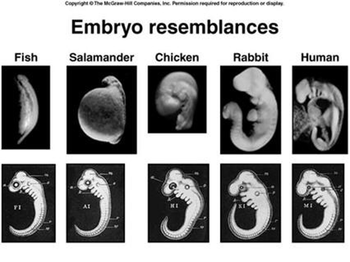 <p>Embryos of vertebrates share many anatomical homologies.</p>