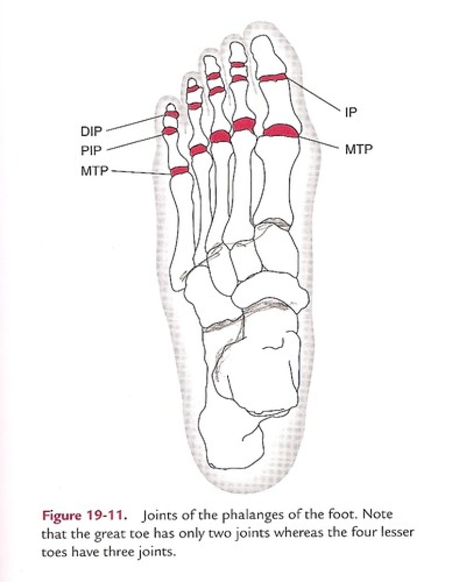 <p>Articulations between the phalanges; osteokinematics = flexion and extension</p>
