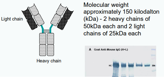 <p><span style="color: rgb(0, 0, 0);">Nobel Prize (1972) – Edelman &amp; Porter</span></p>