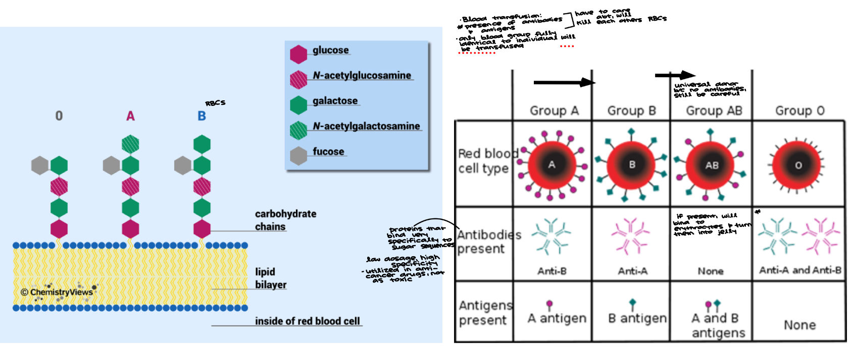 <ul><li><p>Blood transfusion: </p><ul><li><p>presence of antibodies and antigens (have to care about, will kill each others RBCs</p></li><li><p>only blood group fully identical to individual will be transfused&nbsp;</p></li></ul></li></ul><p></p>