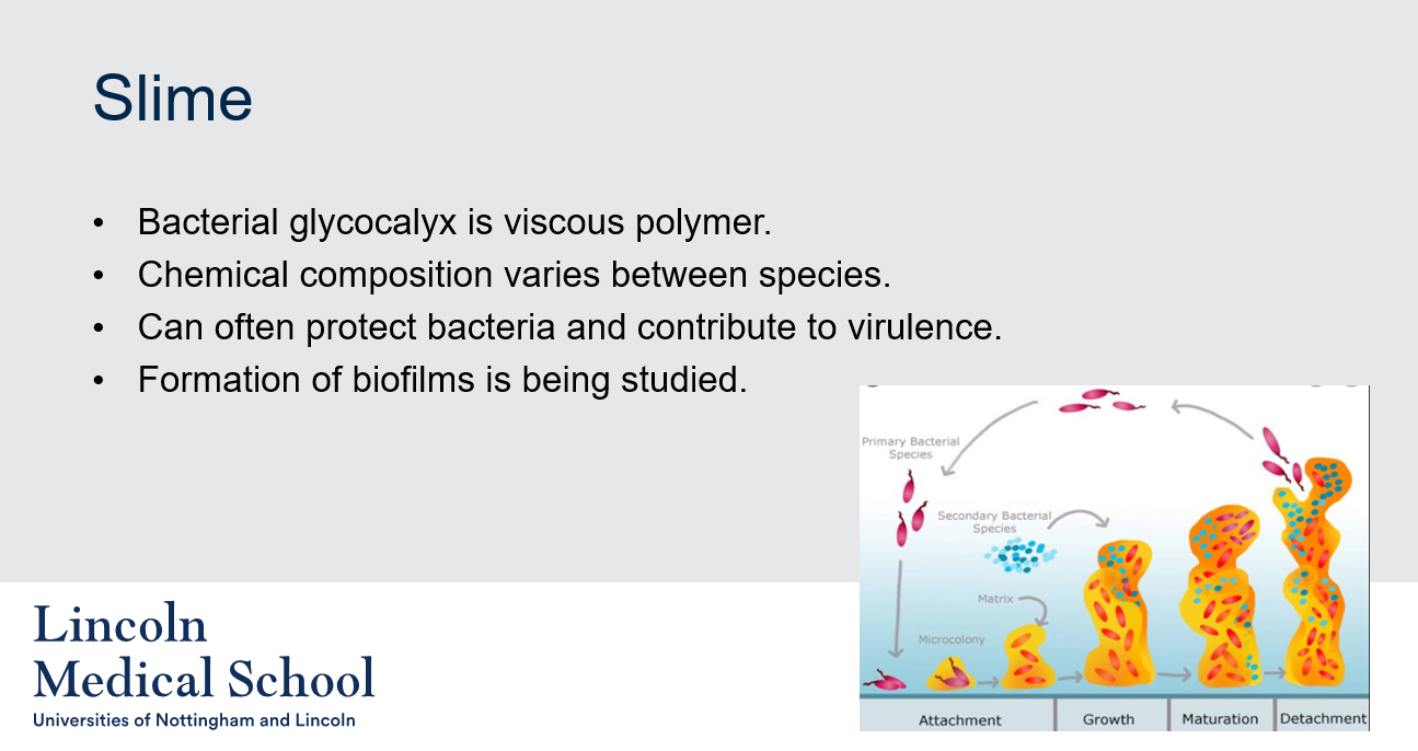 <ol><li><p>Bacterial glycocalyx is a viscous polymer that surrounds the surface of some bacteria. It is often referred to as slime.</p></li><li><p>Yes, the chemical composition of bacterial glycocalyx can vary depending on the species of bacteria.</p></li><li><p>Yes, bacterial glycocalyx can often protect bacteria from the immune system and from antibiotics by forming a physical barrier around the bacteria. It can also help bacteria adhere to surfaces, including host tissues, and evade detection by the immune system. Additionally, bacterial glycocalyx can contribute to the virulence of some bacterial species by promoting the formation of biofilms, which can help bacteria resist antimicrobial agents and host defenses.</p></li><li><p>The formation of biofilms in bacteria is being studied because it is believed to contribute to the persistence of bacterial infections and antibiotic resistance. Biofilms are communities of bacteria that adhere to surfaces and form a protective matrix of extracellular material, including glycocalyx. They can be difficult to treat with antibiotics because they can resist penetration and provide a physical barrier that protects bacteria from the immune system. Biofilm formation is being investigated as a potential target for new antimicrobial strategies.</p></li></ol>