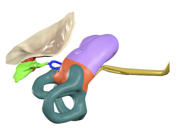 <p>identify all colored structures in the inferior view</p>