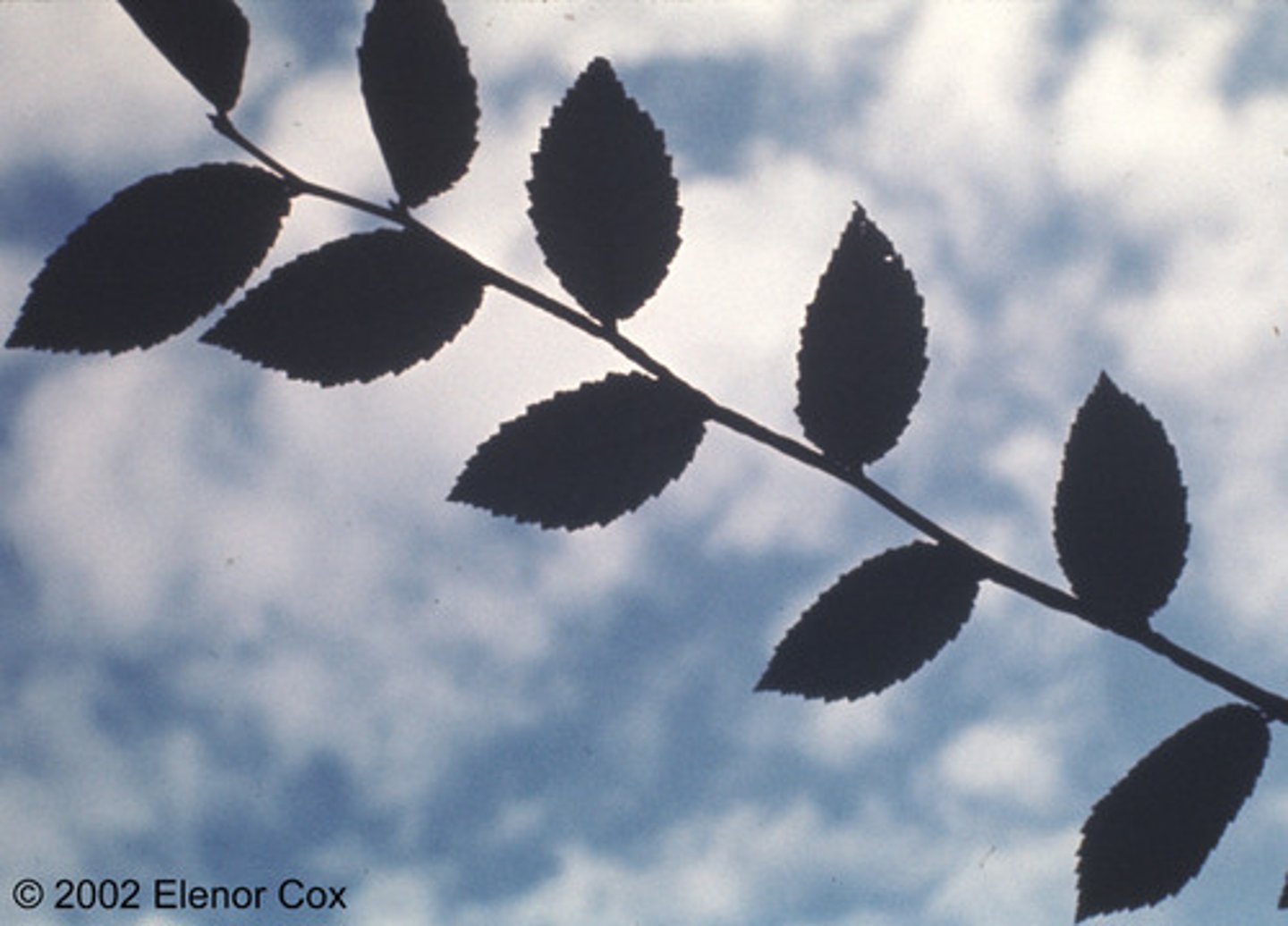 <p>a stem pattern where leaves or branches occur only at each node, alternating sides as they ascend</p>