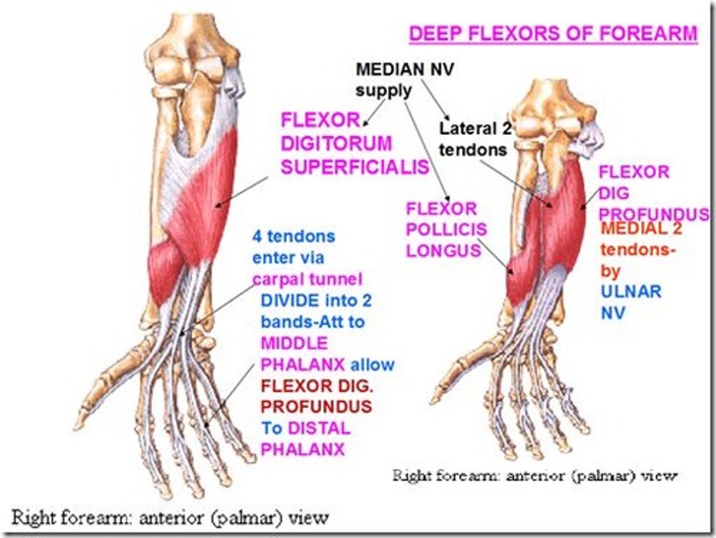 <p>Origin upper 3/4 of the anterior and medial surfaces of the body of the ulna, interosseous membrane and deep fascia of the forearm</p><p>Insertion base of the distal phalanges of the fingers</p><p>Nerve median (anterior interosseous), muscular branches of ulnar</p><p>Actions flex hand and both interphalangeal joints</p><p>Antagonist Extensor digitorum muscle</p>