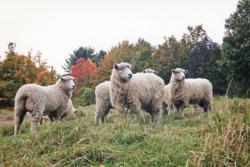 <p>what breed and wool type</p>