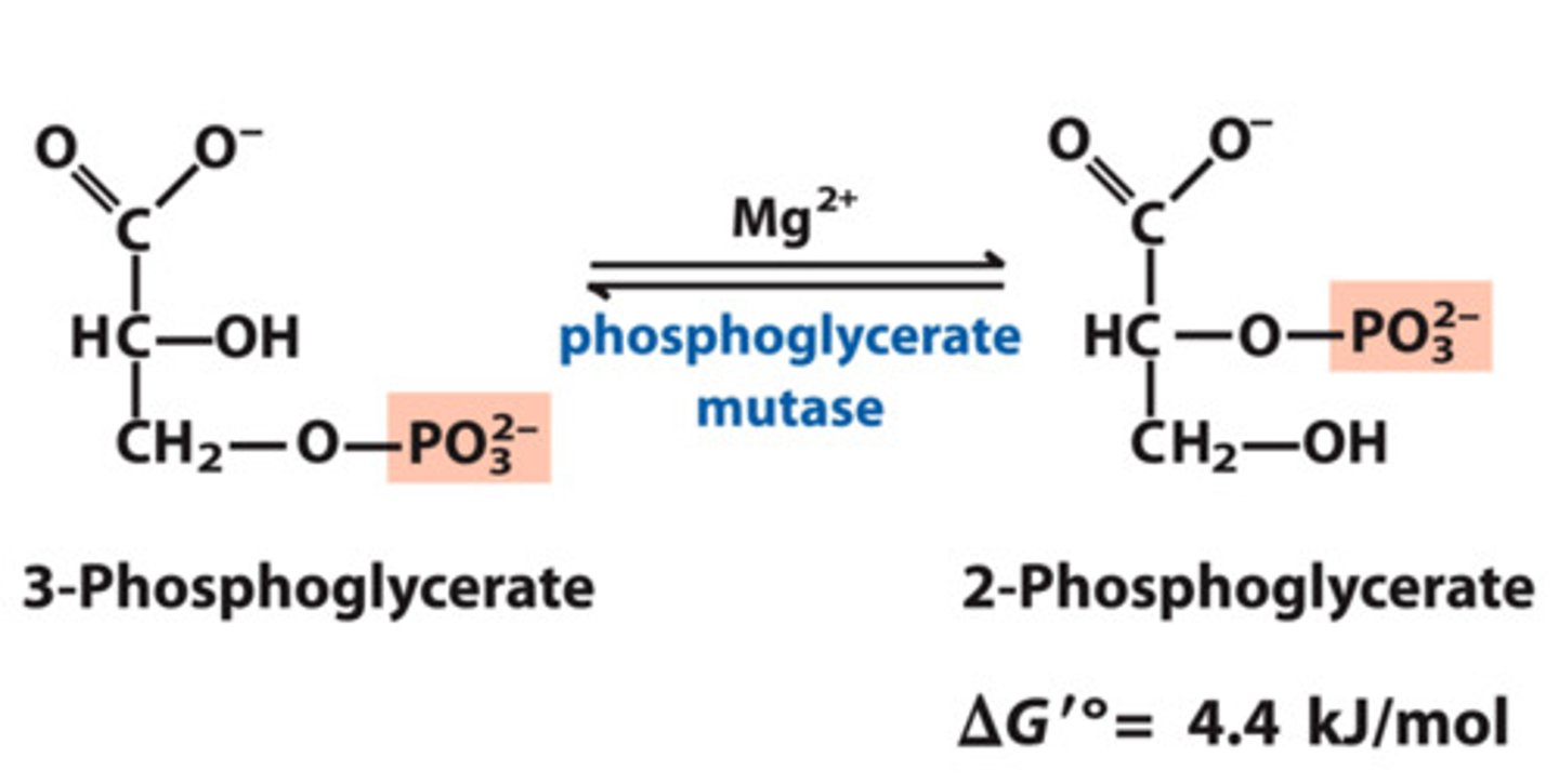 <p>3-phosphogylcerate to 2-phosphoglyerate</p>