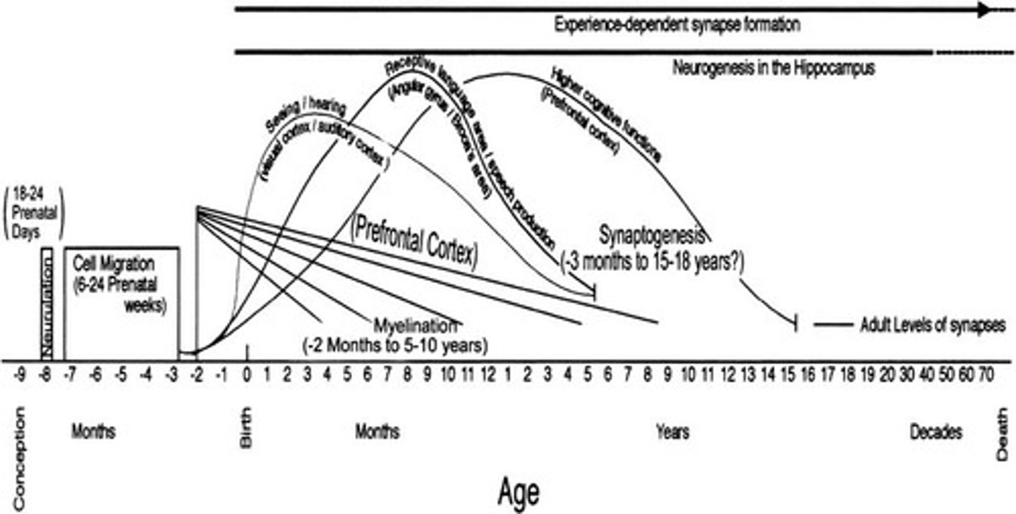 <p>Within the first 20 years of life.</p>