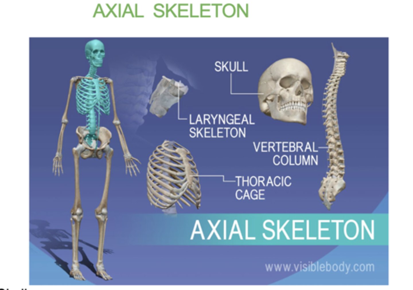<p>-skull</p><p>- verterbral column</p><p>- sternum</p><p>- ribs</p>
