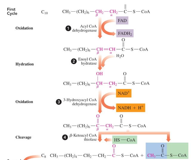 <p>1.fatty acyl CoA is oxidized to form a trans C=C bond between the alpha and beta carbon, producing FADH2 (fatty acyl Coa—&gt; trans-enoyl CoA) </p><p>2.trans-enoyl Coa is then hydrated to break the = bond and add an OH to the beta carbon (trans-enoyl CoA —&gt; 3-hydroxyacyl CoA) </p><p>3.3-hydroxyacyl CoA is oxidized to have the OH on the beta carbon become a carbonyl (c=o) group, producing NADH (3-hydroxyacyl CoA—&gt; beta-ketoacyl CoA)</p><p>4. beta-ketoacyl CoA then split between the beta and alpha carbon, forming a fatty acyl CoA that is 2 carbons shorter (and has CoA added to it) and an acetyl CoA </p>