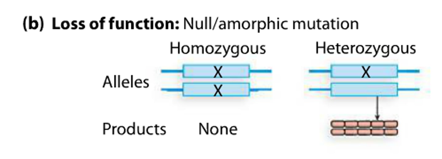 <p>null alleles produce no functional product</p><p>loss of function type of mutation</p><p>Or nothing at all</p>