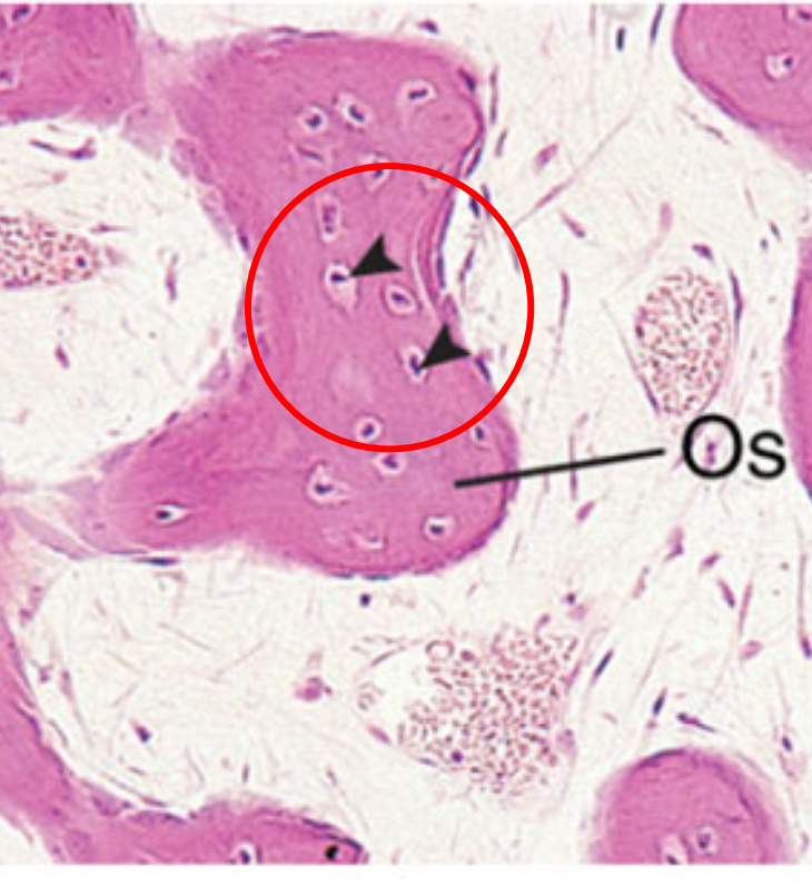 <ul><li><p>cellule osseuse mature entourée de matrice osseuse </p></li><li><p>processus de transformation de <strong>l'ostéoblaste</strong> en ostéocyte dure 3 jours</p></li><li><p><strong>matrice extracellulaire </strong>de l’os est dure et imperméable aux nutriments → <strong>ostéocytes</strong> sont reliés entre eux par prolongements cytoplasmiques qui cheminent ds des <strong>canalicules → </strong>grâce à prolongements <strong>ostéocytes</strong> voisins unis par des <strong>jonctions communicantes</strong></p></li><li><p>métaboliquement actives et multifonctionnelles qui réagissent aux forces mécaniques appliquées à l'os</p></li><li><p>impliqués dans le <em>processus de mécanotransduction </em>(répondent aux forces)</p></li><li><p>responsables du remodelage réversible de leur matrice osseuse péricanaliculaire et périlacunaire = <em>remodelage ostéocytaire</em></p></li><li><p>durée de vie est estimée entre 10 et 20 ans.</p></li></ul><p></p>