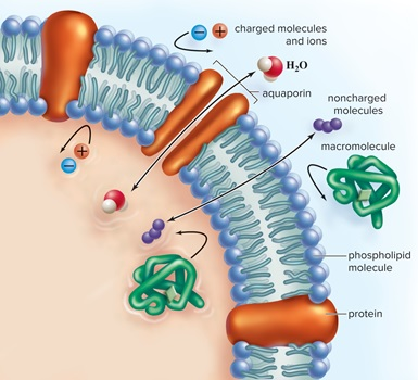 according to the figure below, which of the following will cross between the phospholipids of the phospholipid bilayer? 