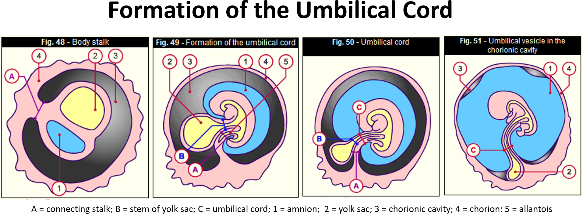 <ol><li><p>The <strong>connecting stalk</strong>, which contains the <strong>allantois</strong> and <strong>umbilical vessels</strong></p></li><li><p>The <strong>vitelline duct</strong> with the <strong>vitelline artery and vein</strong></p></li></ol><p><a target="_blank" rel="noopener noreferrer nofollow" class="link" href="https://youtu.be/ymKnClhP8uU" data-prevent-progress="true">Video</a></p>