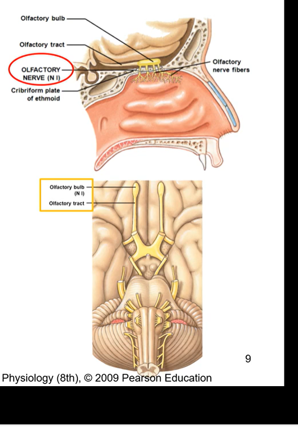 <ul><li><p>olfactory bulb rests on cribriform plate</p></li><li><p>pure sensory nerve ( only function is sensory)</p></li><li><p>sense of smell and induce visceral response (salivation)</p></li><li><p>most anterior nerve</p></li><li><p>combination of olfactory nerve and nerve fibres </p></li><li><p>all the olfactory nerves are coming through the ethmoid bone</p></li></ul><p></p>