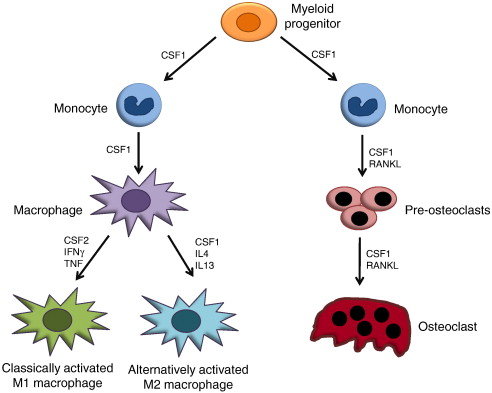 <p>They are derived from blood <strong>monocytes</strong>.</p>