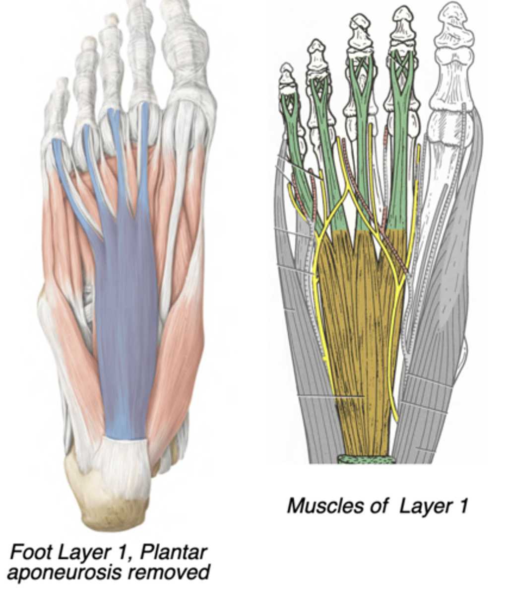 <p>Central compartment </p><p>-Medial plantar nerve</p><p>-Flexes digits 2-5 (lateral 4 digits)</p><p>-prox: Calcaneus (tuberosity)</p><p>-distal: Intermediate phalanx of</p><p>digits 2-5</p>