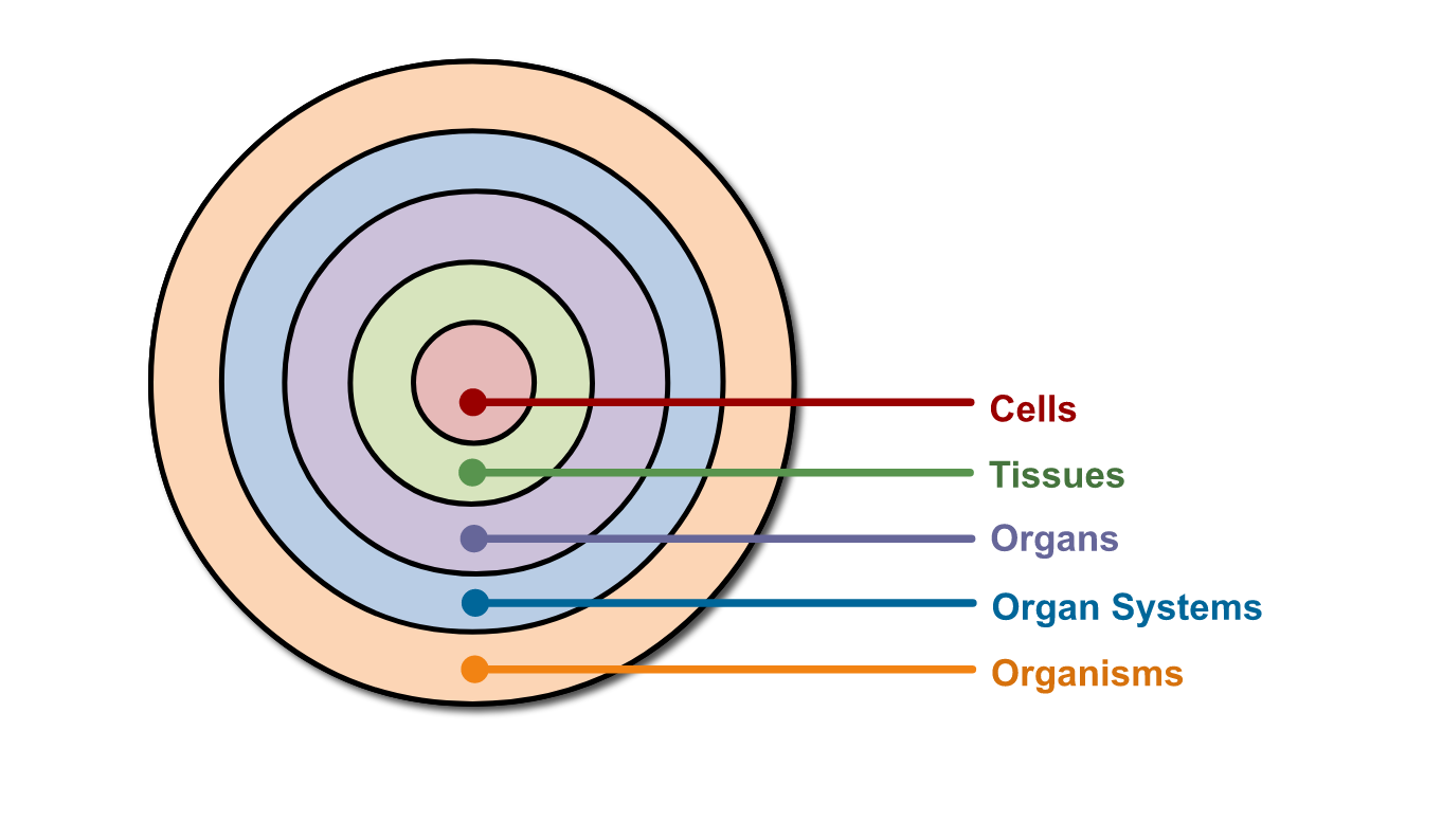 <p>organization of things based on complexity</p>
