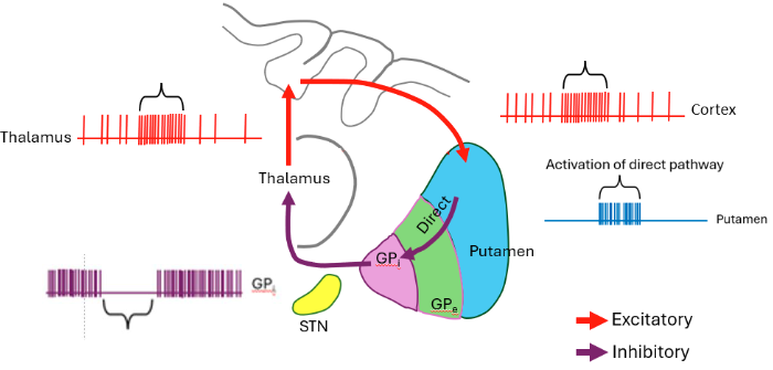 <p>In the absence of movement, Gpi neurons are spontaneously active, whereas putamen neurons are silent. For the direct pathway, movement commands from the cortex (and thalamus?) activate MSNs in the putamen, inhibiting Gpi neurons, which relieves inhibition on thalamic and brainstem neurons, facilitating movement.</p><ul><li><p>Selects movements you want to make</p></li></ul><p></p>