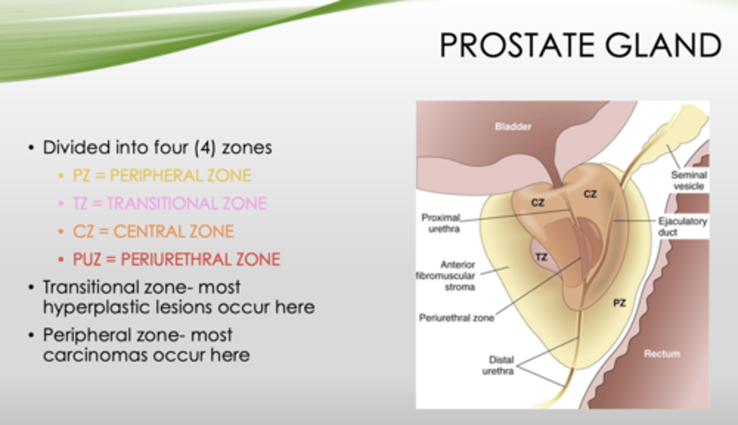 <p>peripheral zone</p>