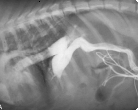 <p>what does this show?</p>