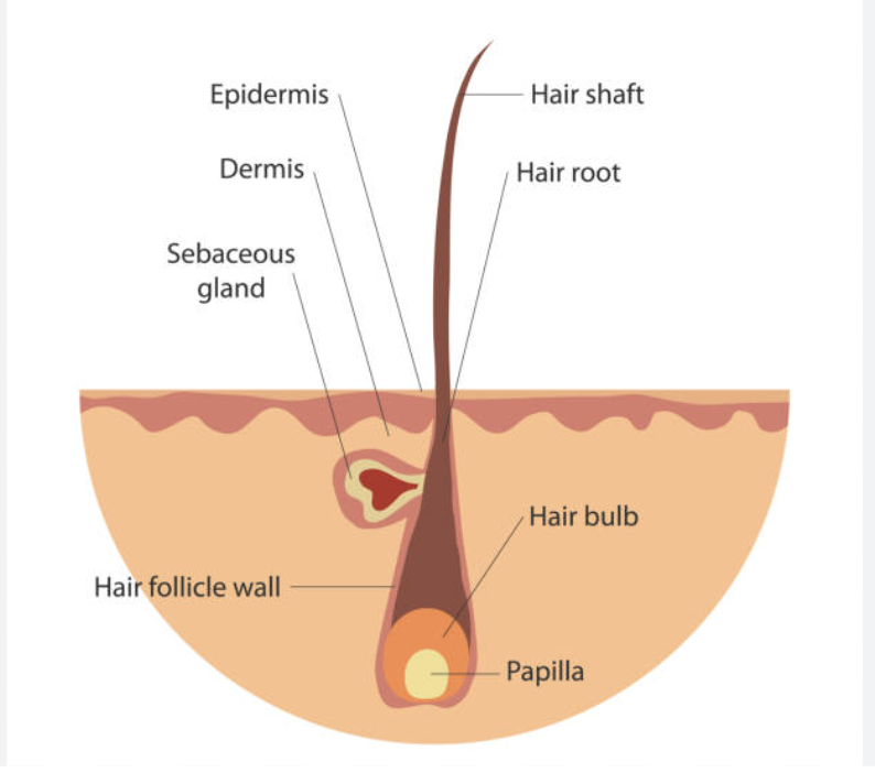 <p>← know parts</p><ul><li><p>the hair follicle is located in the dermis</p></li><li><p>cells divide within a region of the follicle called the hair bulb</p></li><li><p>^ these are filled with keratin and pigments</p></li><li><p>tiny arrector pili muscles attach to the hair shaft to make it stand</p></li></ul><p></p>
