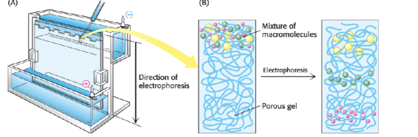 <p><span style="font-size: calc(var(--scale-factor)*27.80px);"><span>Sodium dodecyl sulphate polyacrylamide - a way to separate proteins based on their size, smaller proteins will run through the matrix more quickly whereas large proteins will struggle to travel and go less far </span></span></p><p><span><span>Analogous to agarose gel electrophoresis of DNA</span></span></p><p></p>