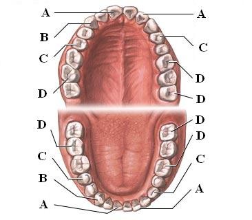 B, used for piercing/tearing