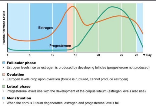 Produced by corpus luteum - maintains the endometrium, inhibits FSH and LH

Also maintains pregnany and development of the mammary glands.