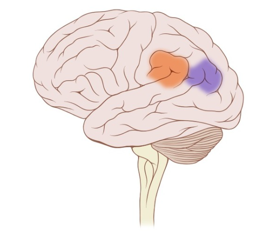 <p>orange = </p><p>blue = </p>