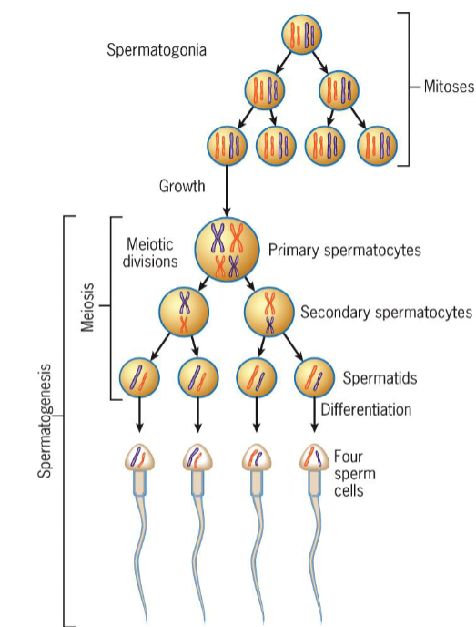 <ul><li><p>meiosis occurs prior to differentiation of spermatozoa</p></li><li><p>2 divisions of meiosis produces 4 undifferentiated spermatids</p></li><li><p>each spermatid undergoes complex differentiation to become highly specialized sperm cell</p></li></ul><p></p>
