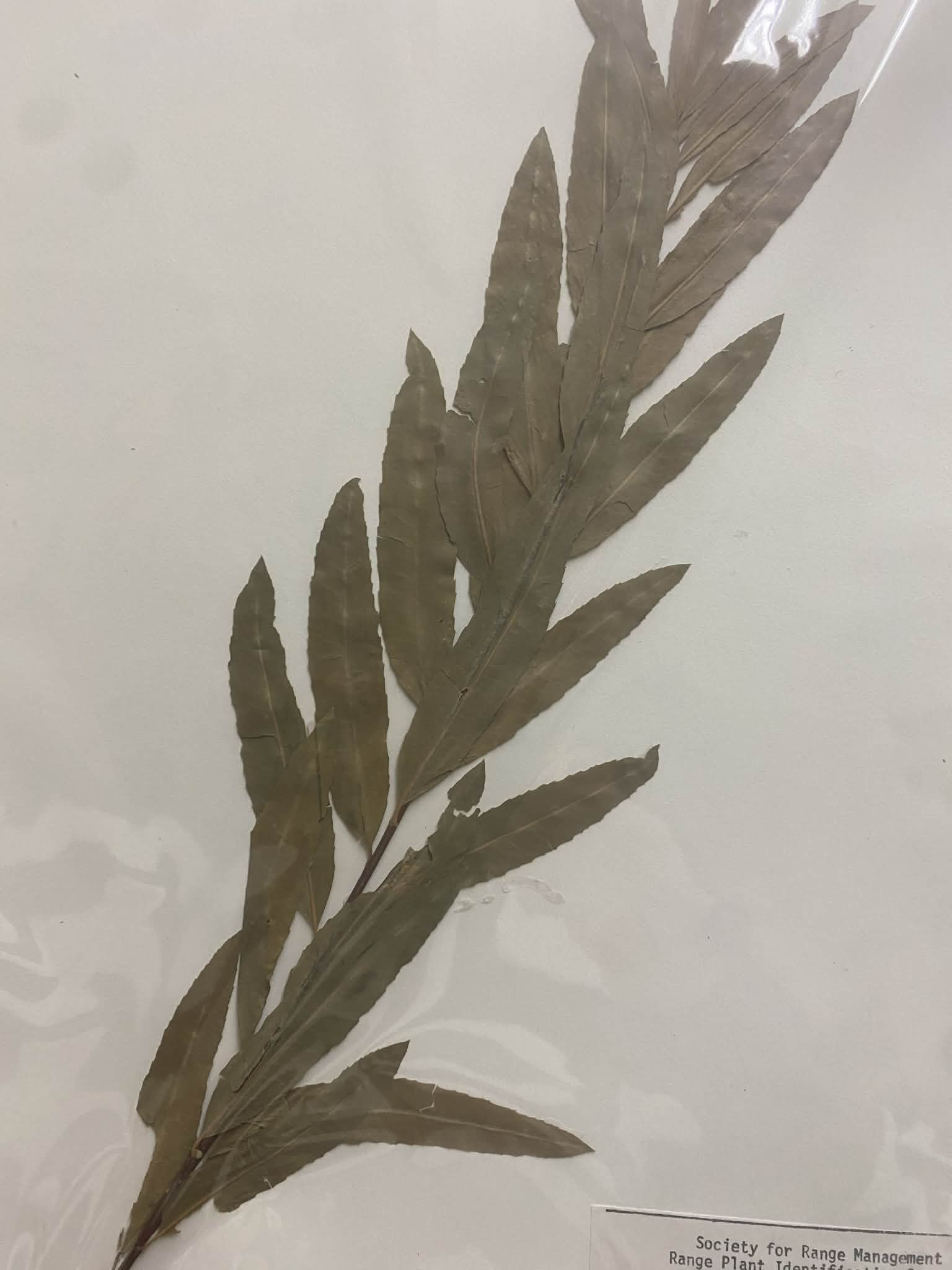 <p>Salicaceae, P, N, Salix exigua, coyote willow</p>