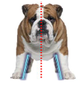 <p>What directional term is towards the midline?</p>