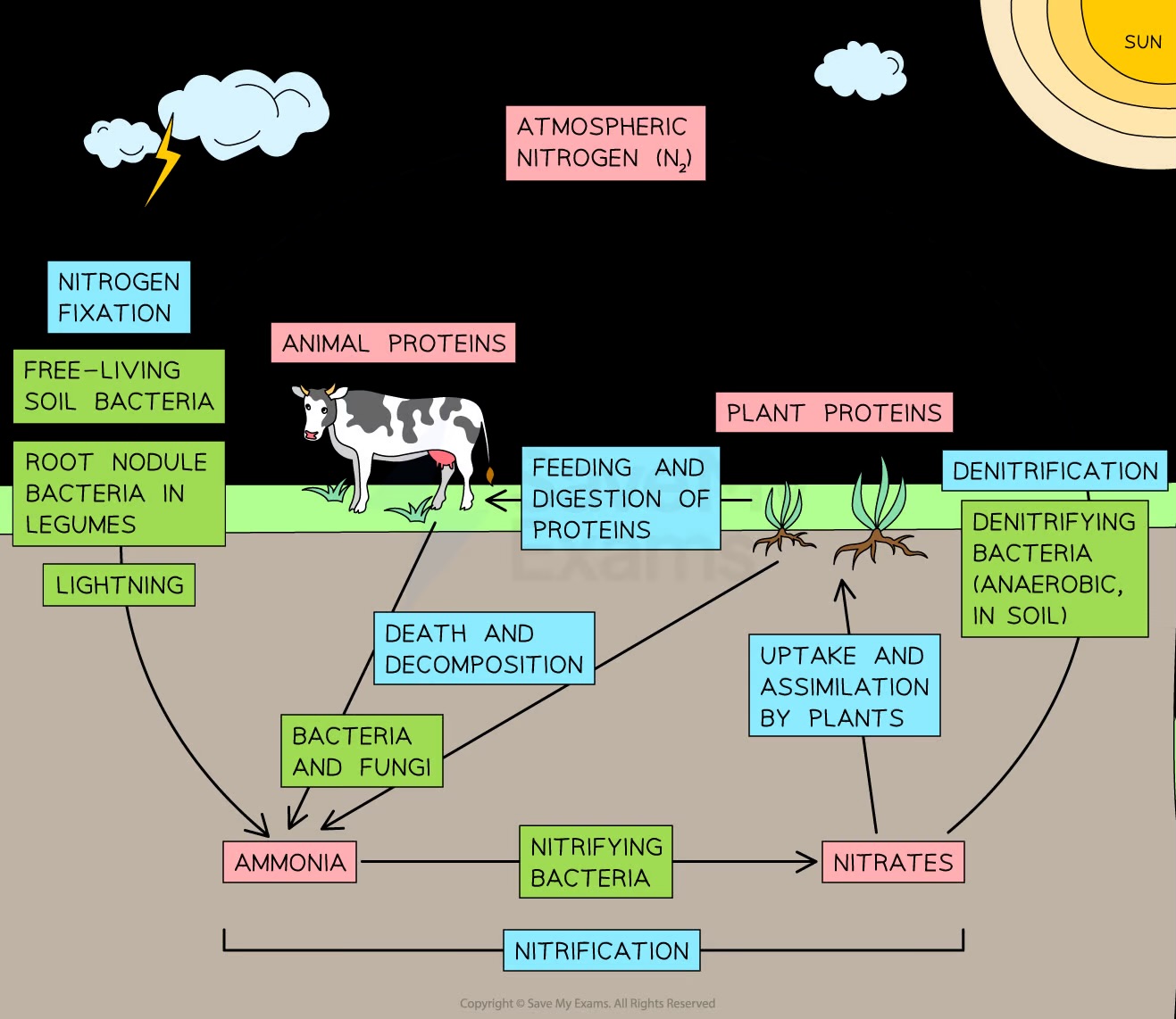 <p>The process involving decomposition, nitrification, nitrogen fixation, absorption by plants, protein production, feeding, digestion, deamination, and denitrification</p>