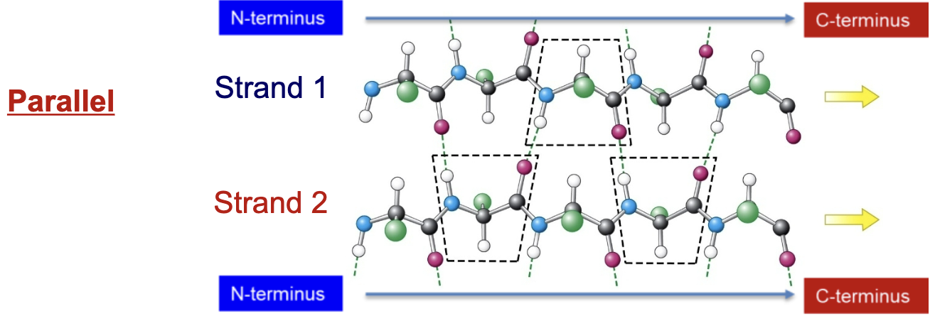 <p>Both strands run in the same direction (both N-terminus to C-terminus or vice versa)</p><p>Bonds are formed between the peptide C=O and the peptide N-H, but these bonds are more diagonal than straight up and down.</p>
