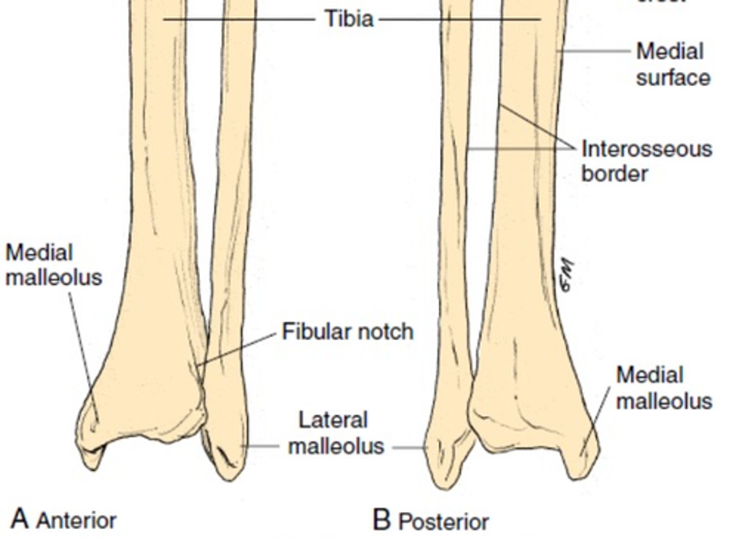<p>fibular notch</p>