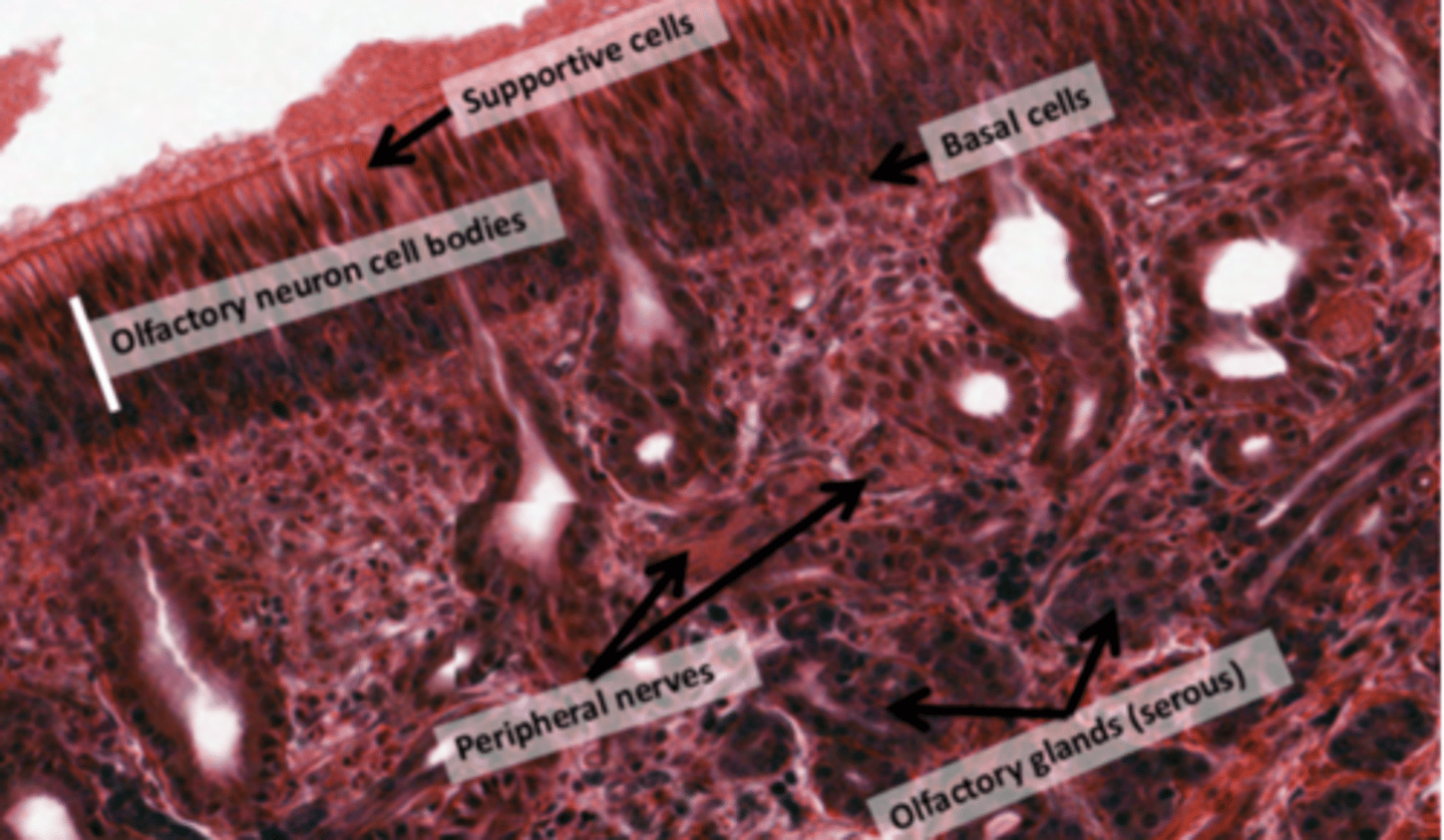 <p>. pseudostratified cells</p><p>. Olfactory nerve endings</p><p>. Specialized olfactory glands (Bowman's glands)</p><p>. NO goblet cells, olfactory epithelium LACKS Goblet Cells</p>
