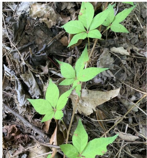 <p>Virginia creeper</p>