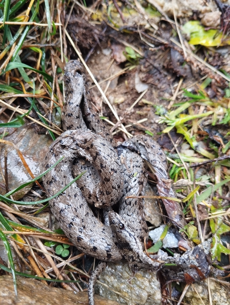 <p>Gniewosz plamisty</p>