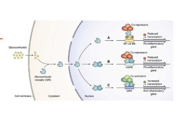 <ul><li><p><span>• Rather than DNA, <strong>GRs may bind to other transcription factors to stimulate/inhibit them.</strong></span><strong><br></strong><span><strong>• GR may reduce transcription</strong></span><strong><br></strong><span><strong>• GR may increase transcription (less common)</strong></span></p></li></ul><p></p>