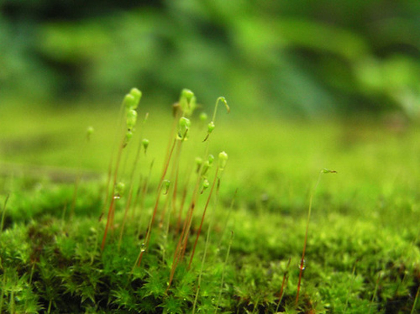 <p>A moss, liverwort, or hornwort; a nonvascular plant that inhabits the land but lacks many of the terrestrial adaptations of vascular plants.</p>